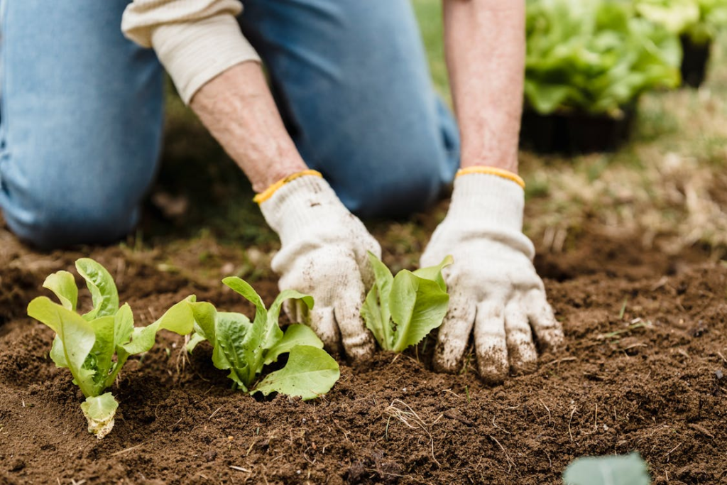 Understanding Plant Needs and Care for a Flourishing Garden