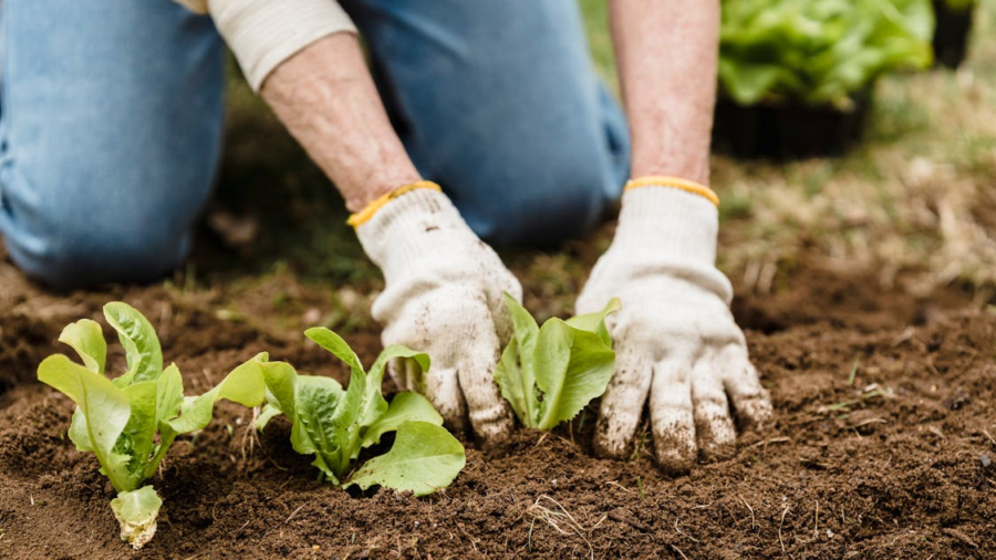 Understanding Plant Needs and Care for a Flourishing Garden